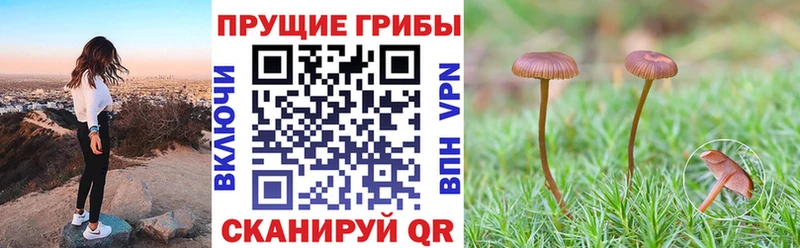 где купить   Киренск  Псилоцибиновые грибы мицелий 